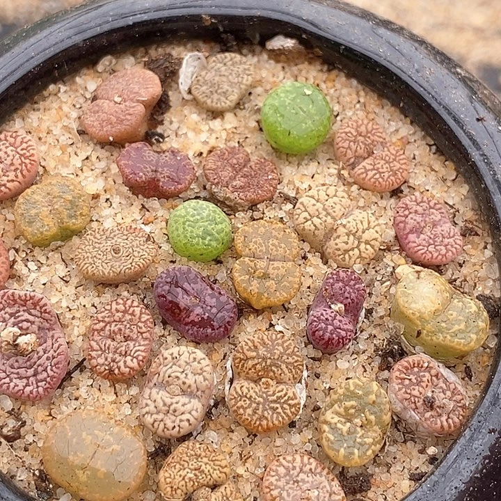 编号勋章一组两颗