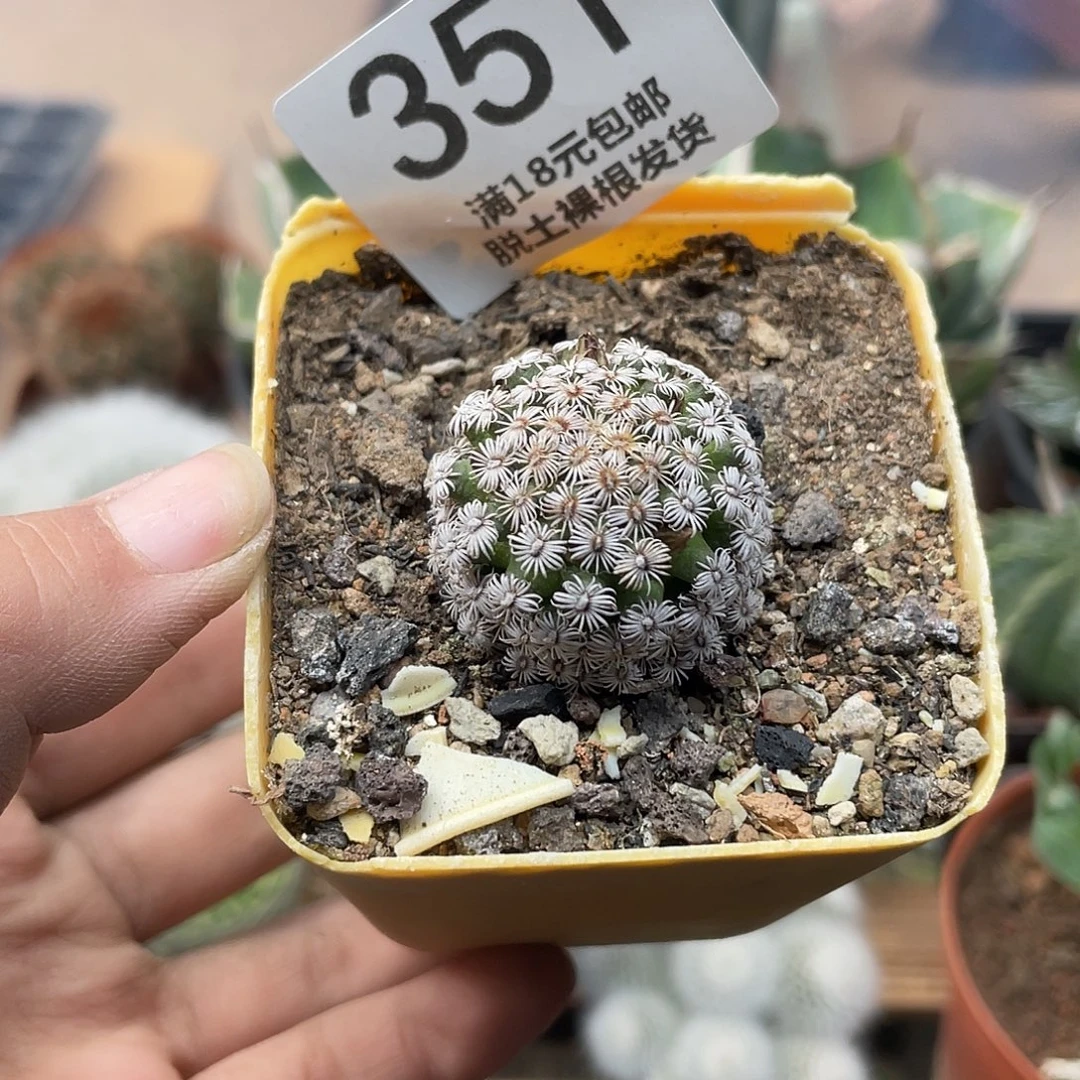 351克氏大号仙人球
