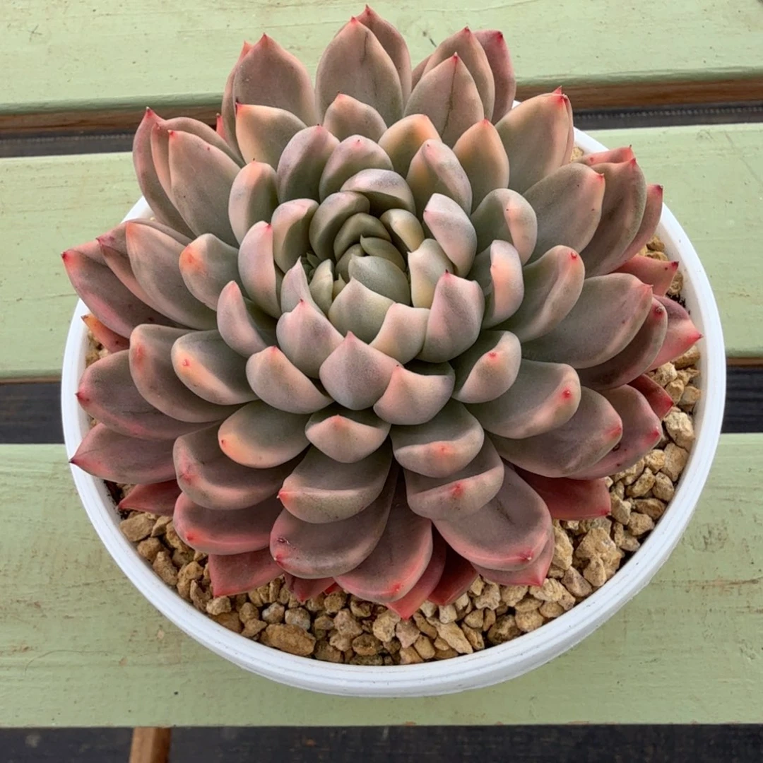 雨花美人锦锦上园艺一物一拍