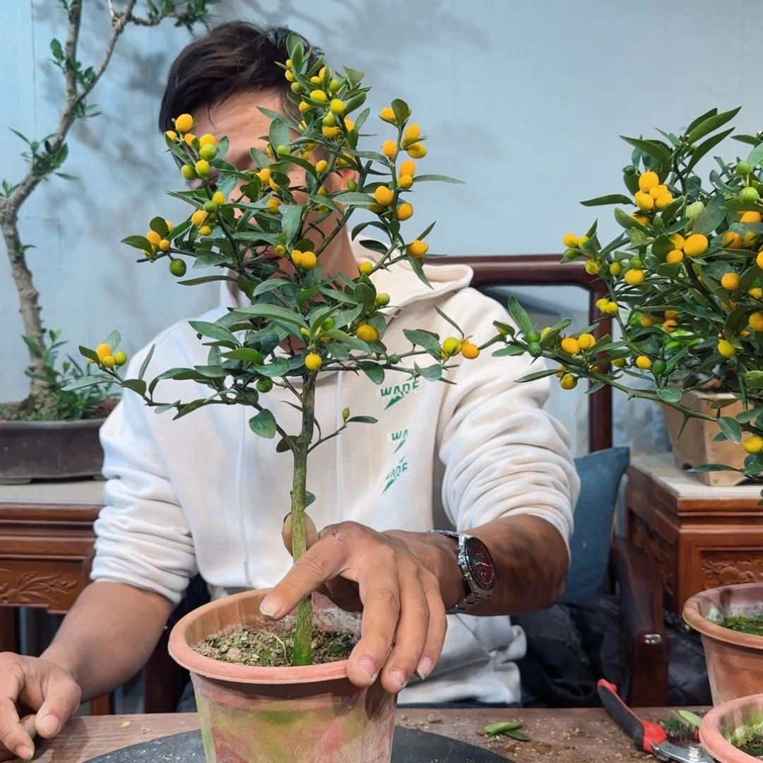 少量花朵（建议范围：2朵-5朵 或40%以下）M****g