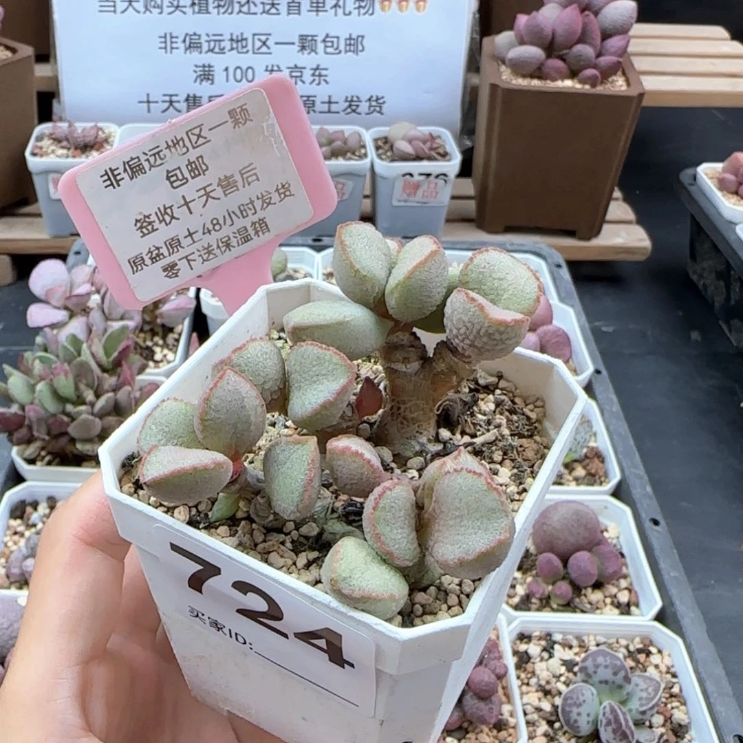724妖姬多肉植物
