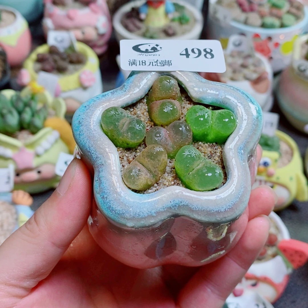 生石花花花花花花498