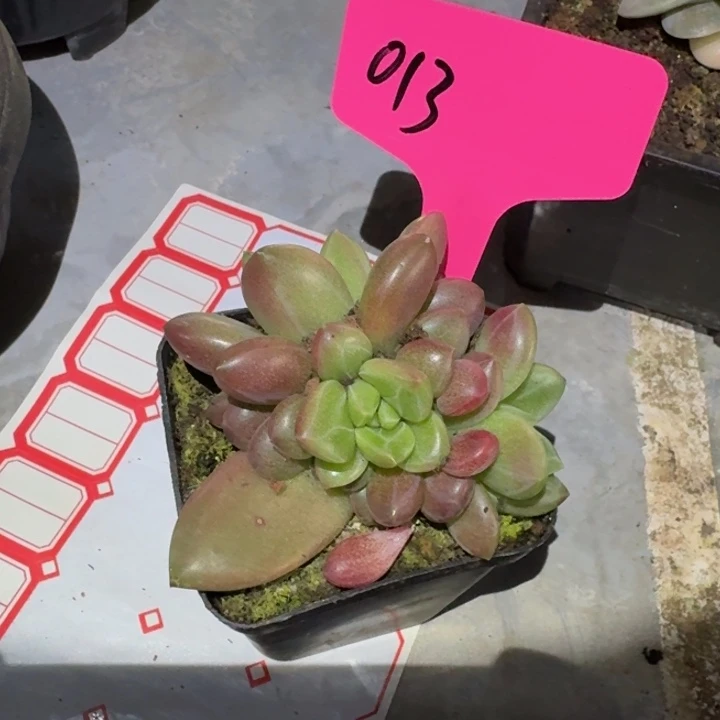 013迷雾泡泡新号福利价