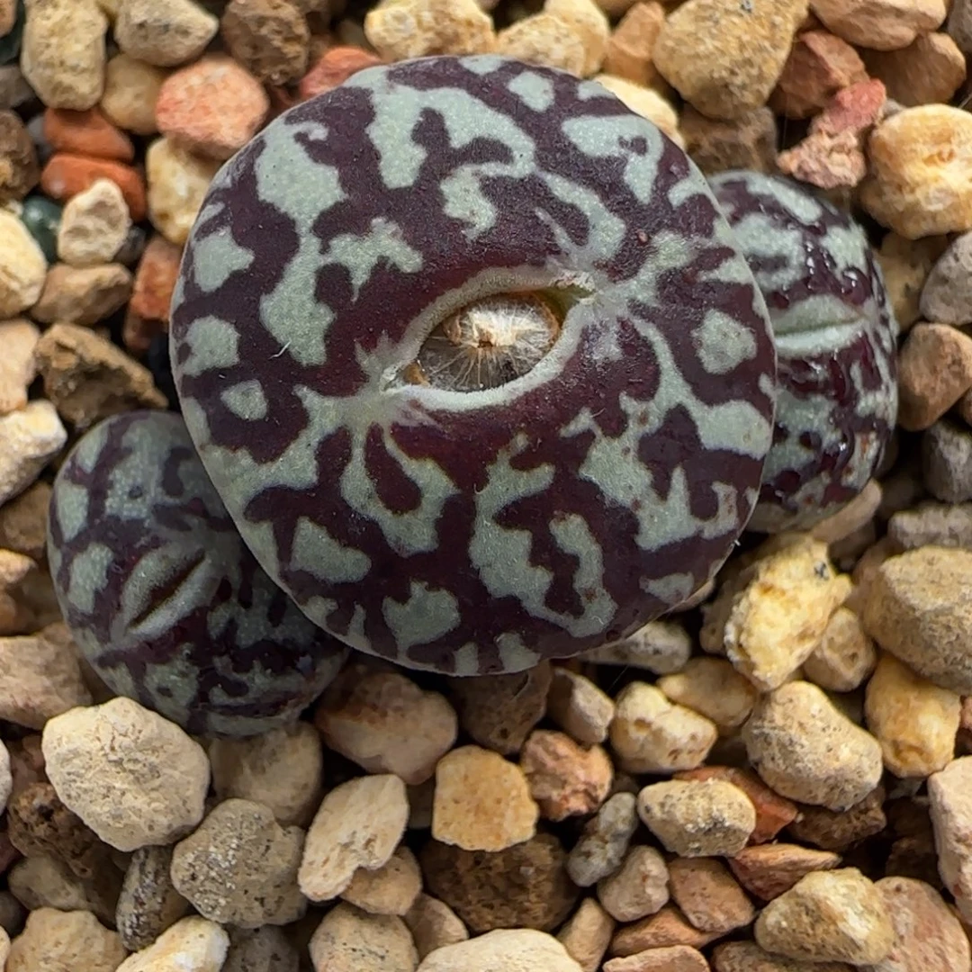 多肉植物超墨母本70号