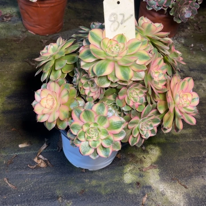 82荔枝多肉一物一拍