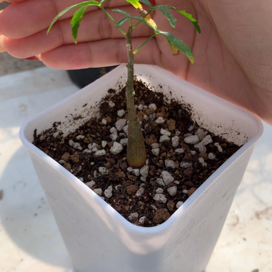 飞羽没药实生实生