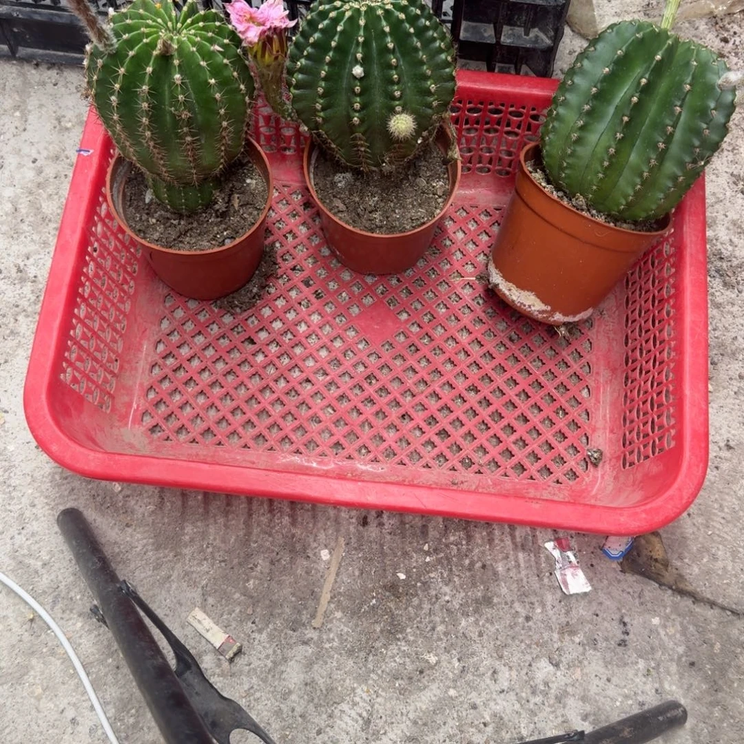 释***然无花朵彩草哈哈哈哈哈哈哈哈