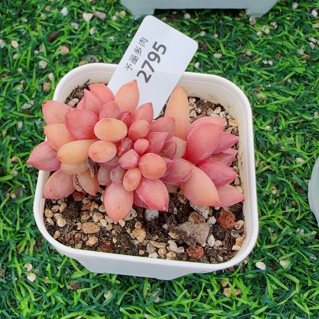 桃花源福利，2795多肉植物