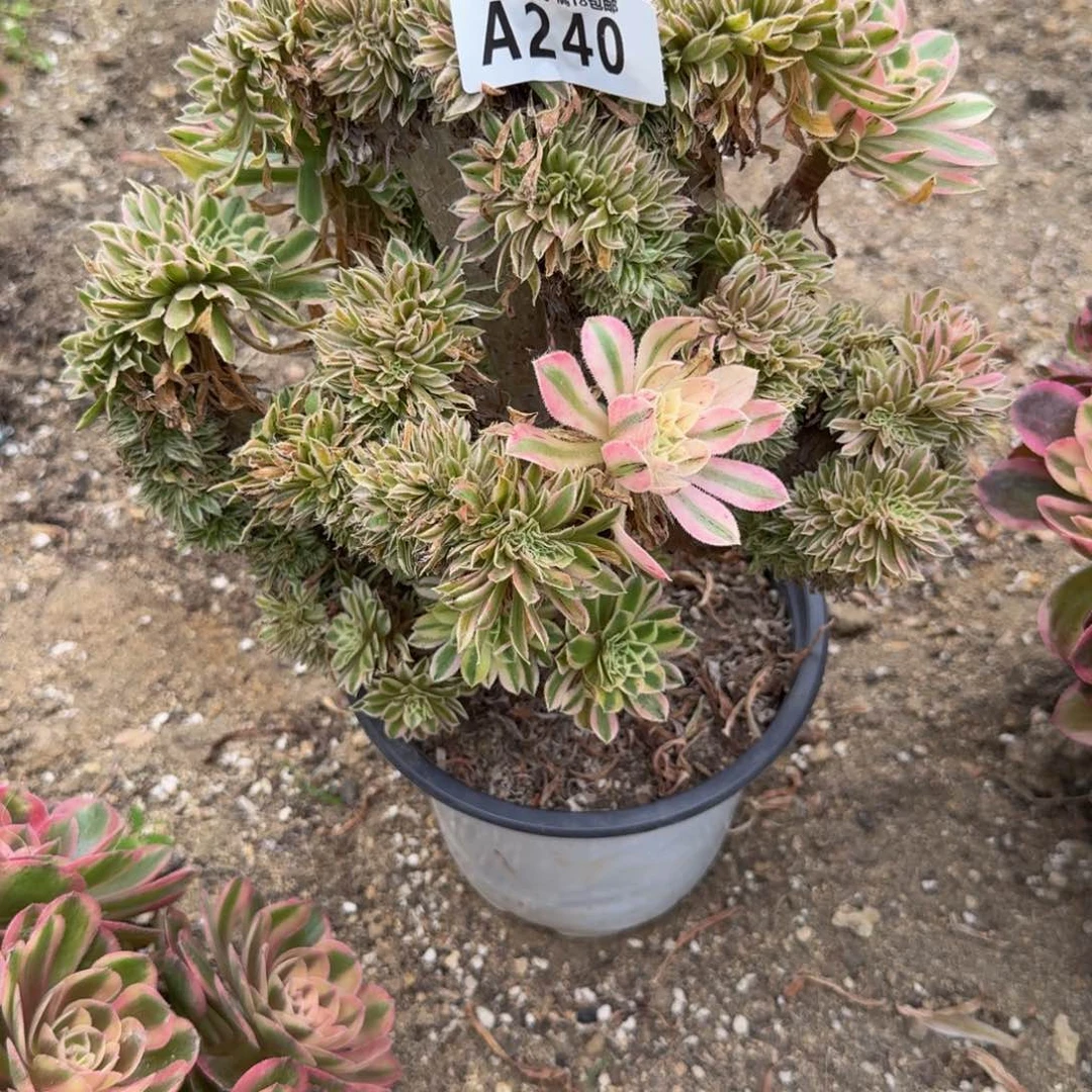 240夕颜缀有伤。多肉植物