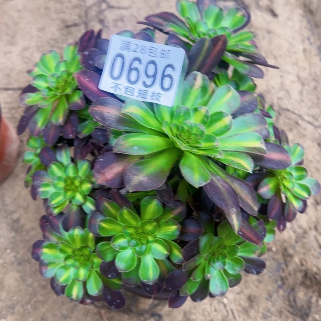 0696爱马仕中斑多肉植物
