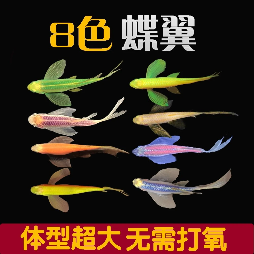 蝶翼长尾斑马鱼热带淡水小型观赏鱼适合新手孔雀鱼鱼观赏鱼好养活