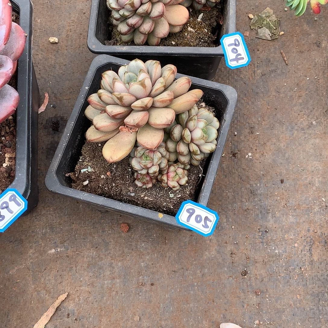 905葡萄 一物一拍多肉