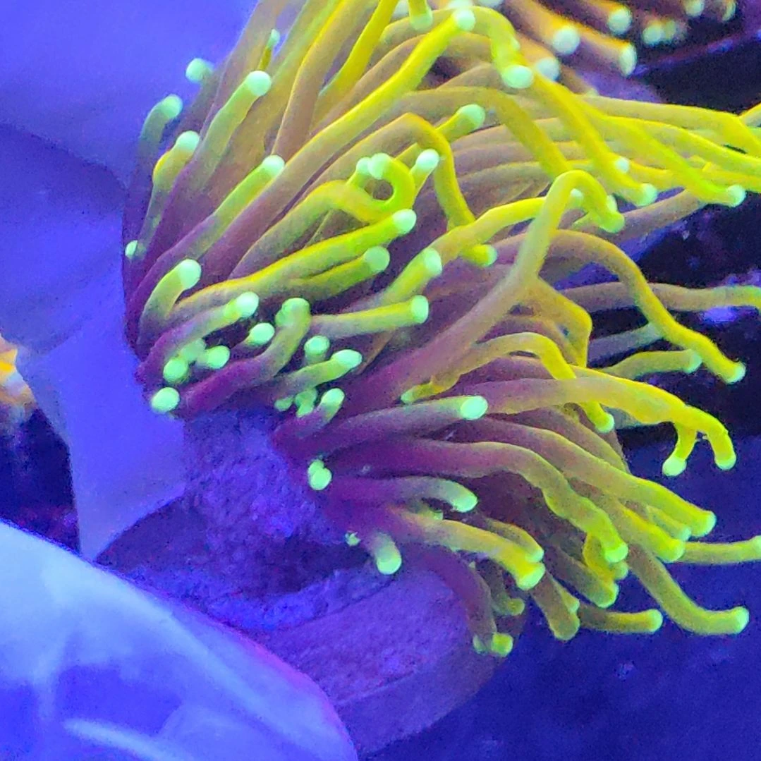 智海海洋珊瑚 不支持退货不包邮