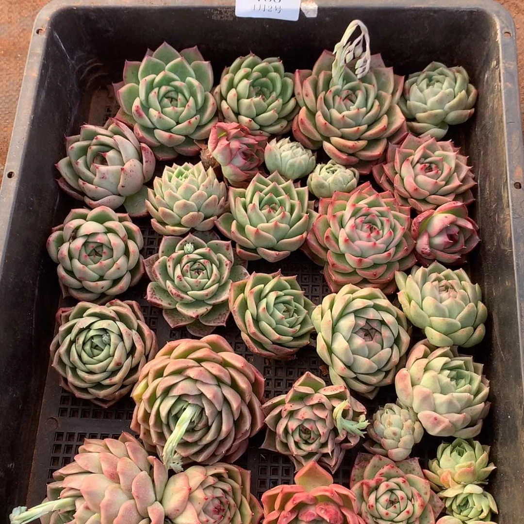 【闪购商品】云150号