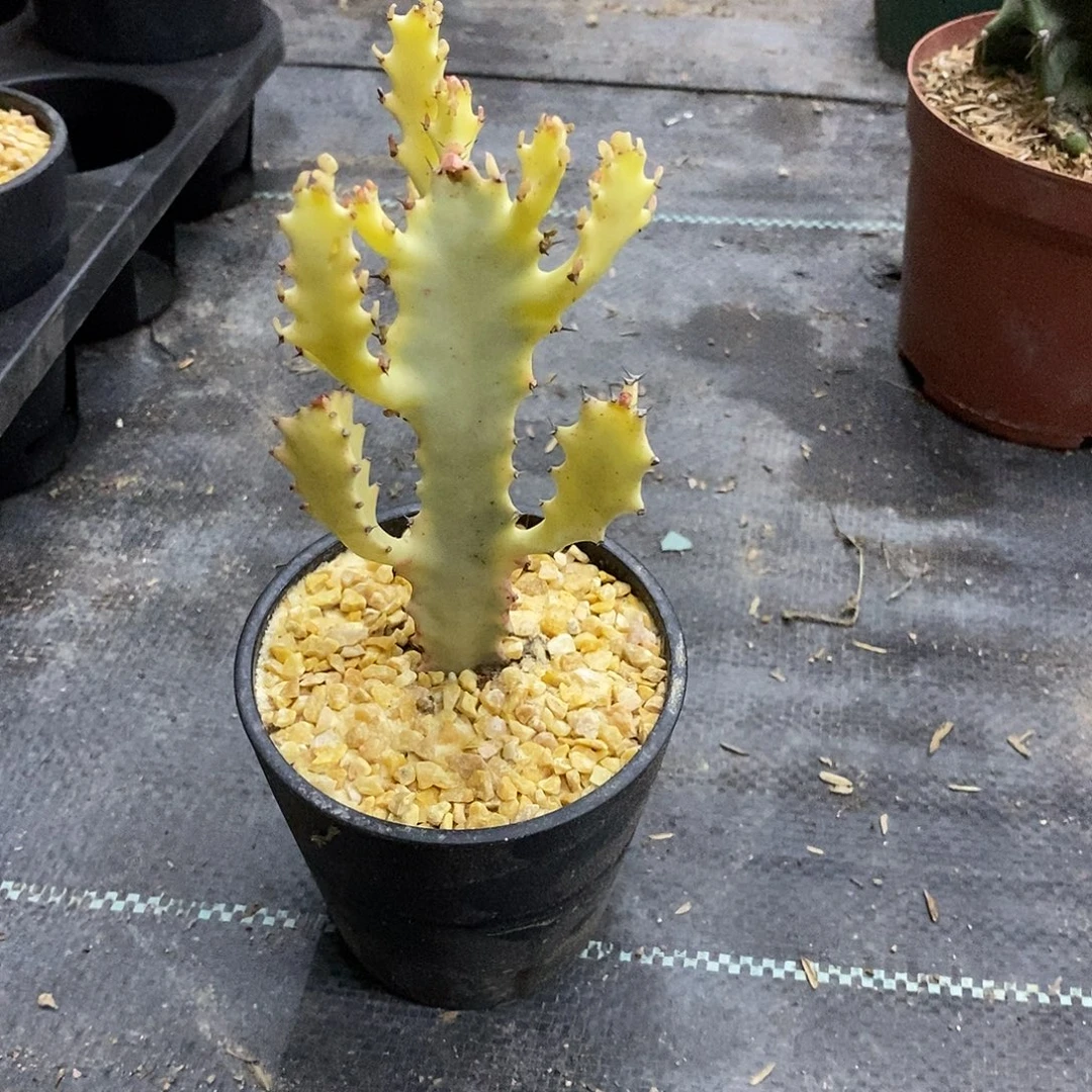 黄金龙骨一物一拍