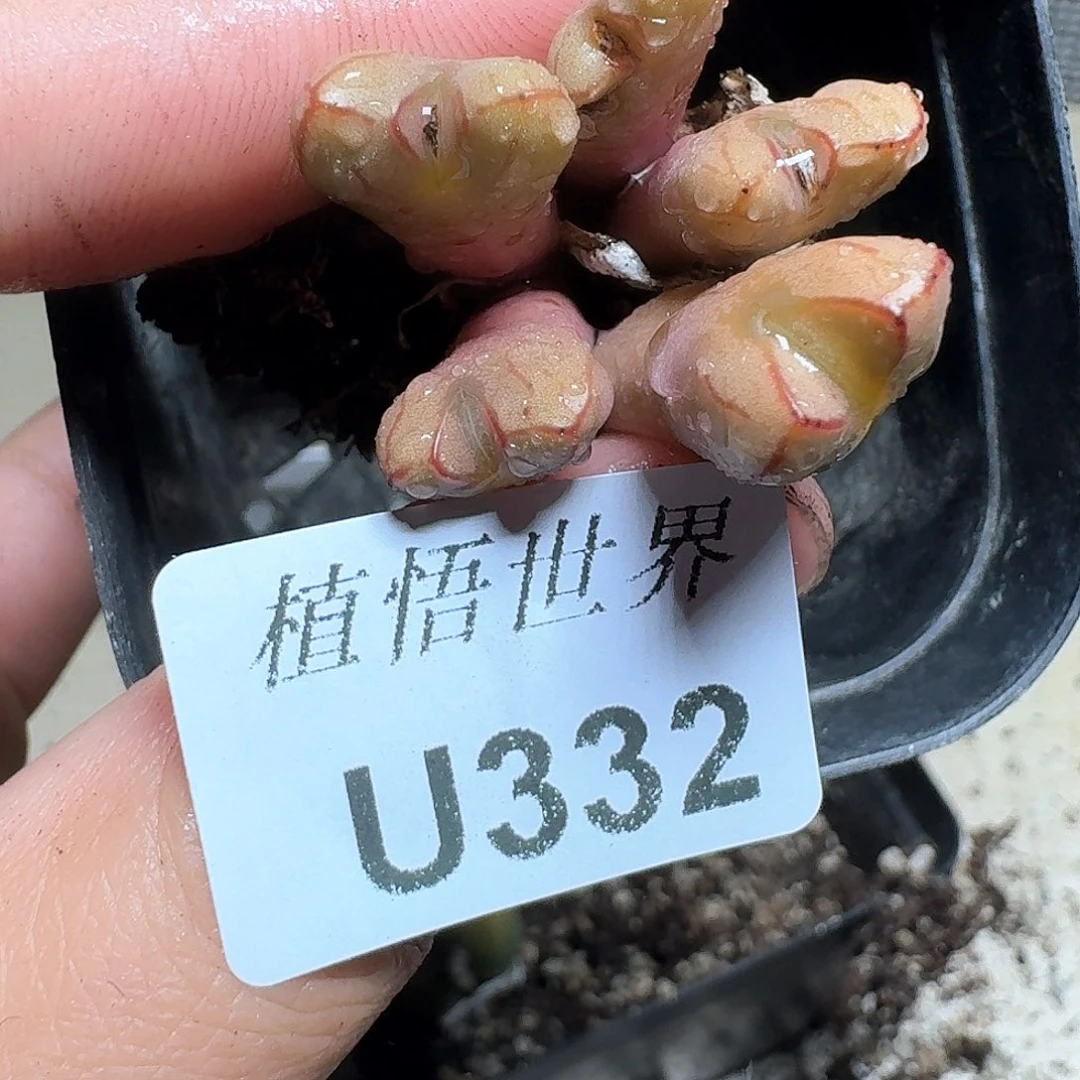 332盒多肉植物哇fv