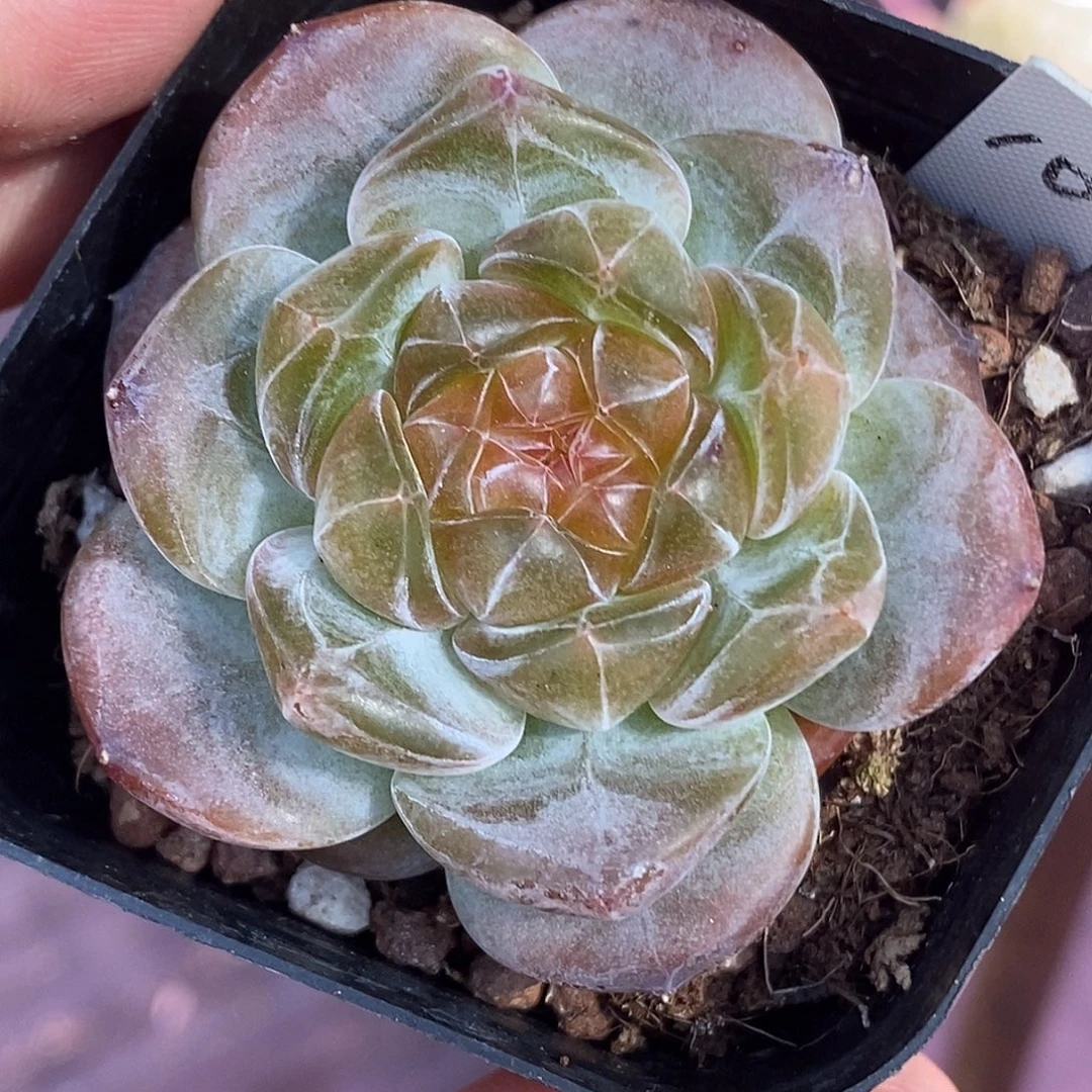 糖心30包邮非偏远
