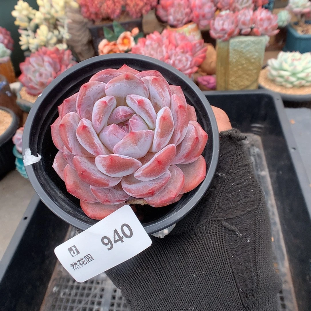 940粉星影多肉植物6666