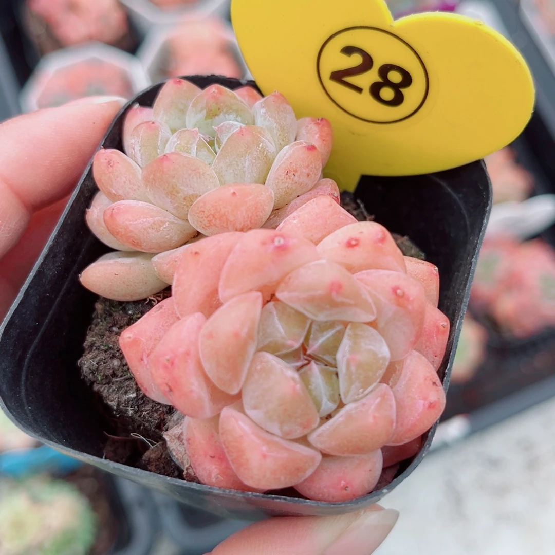 28号小老桩糖心双头