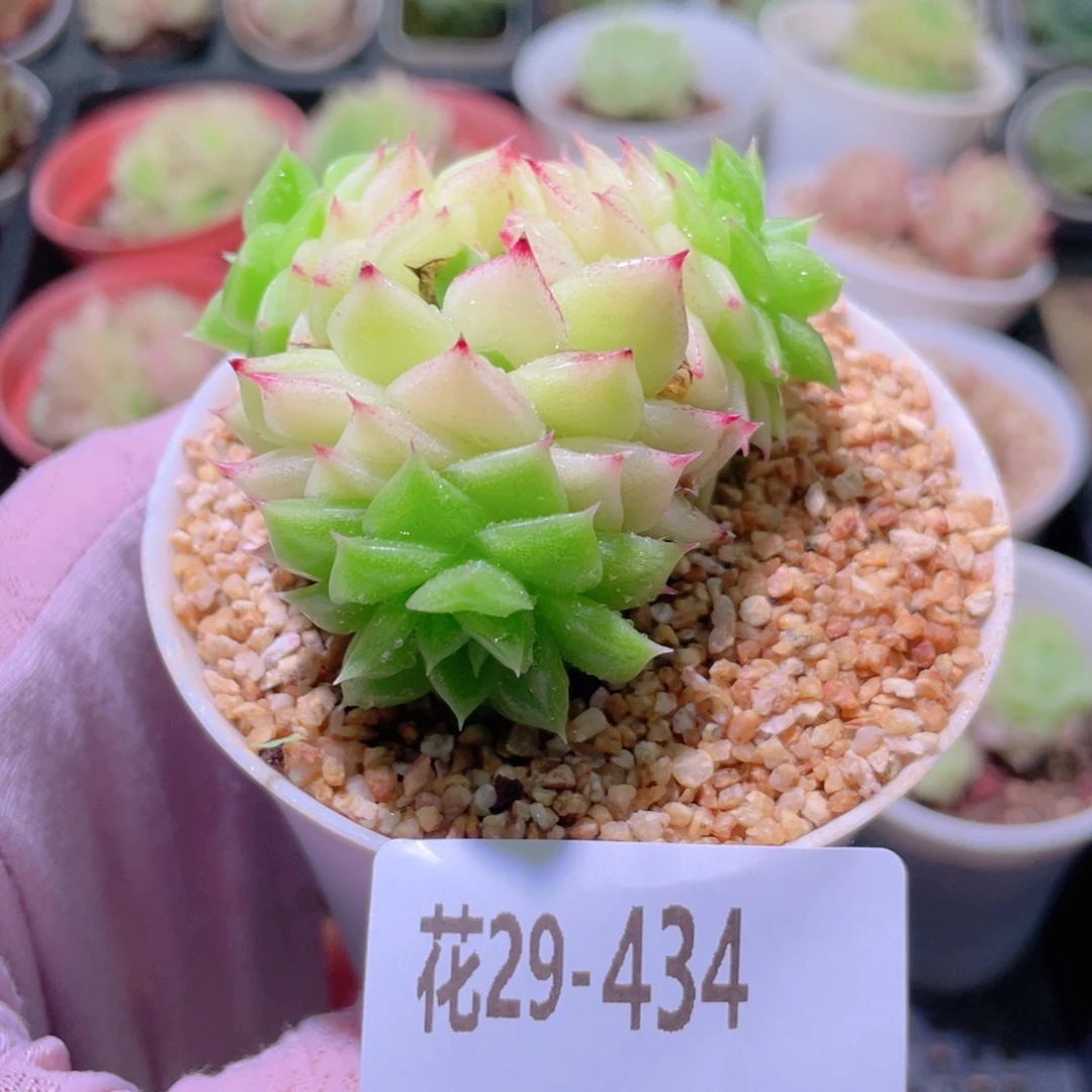花利美29-434麦秆