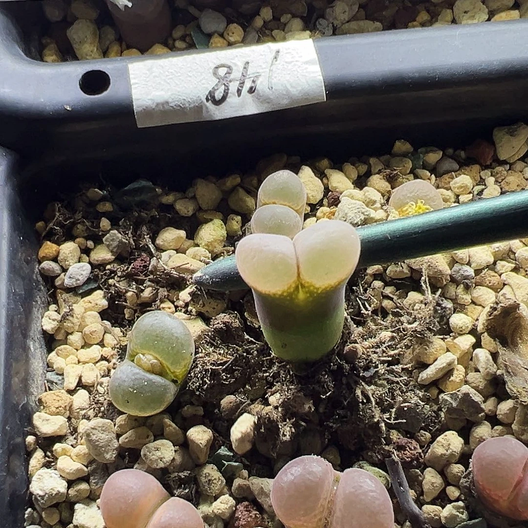 我***呢690温巴德c10母本一颗