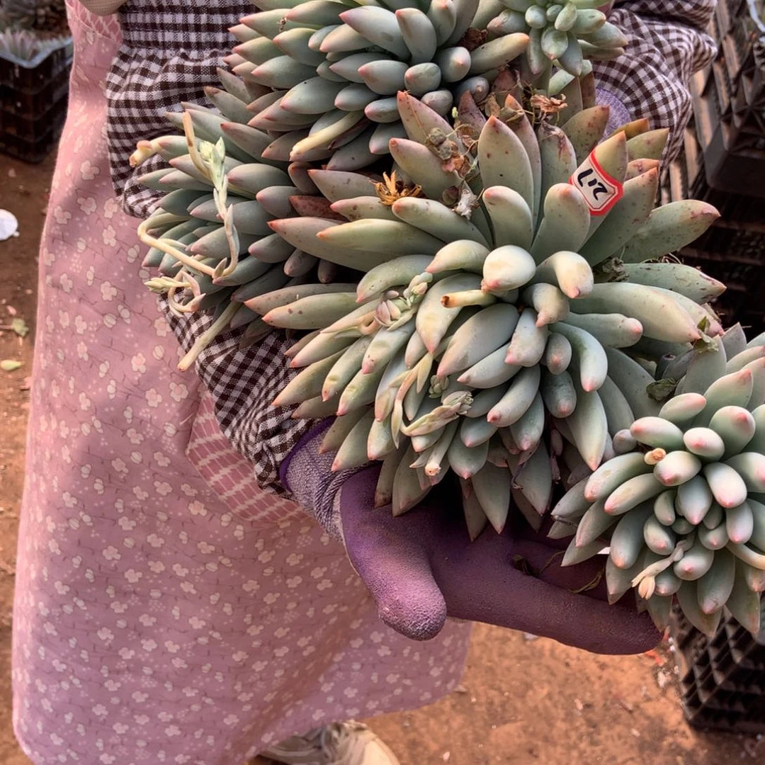 露***露老三多肉一物一拍家里所罗门217