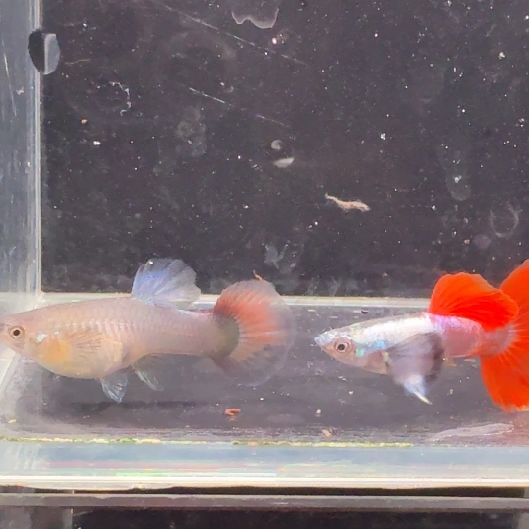 孔雀鱼鎏金花蝴蝶1对