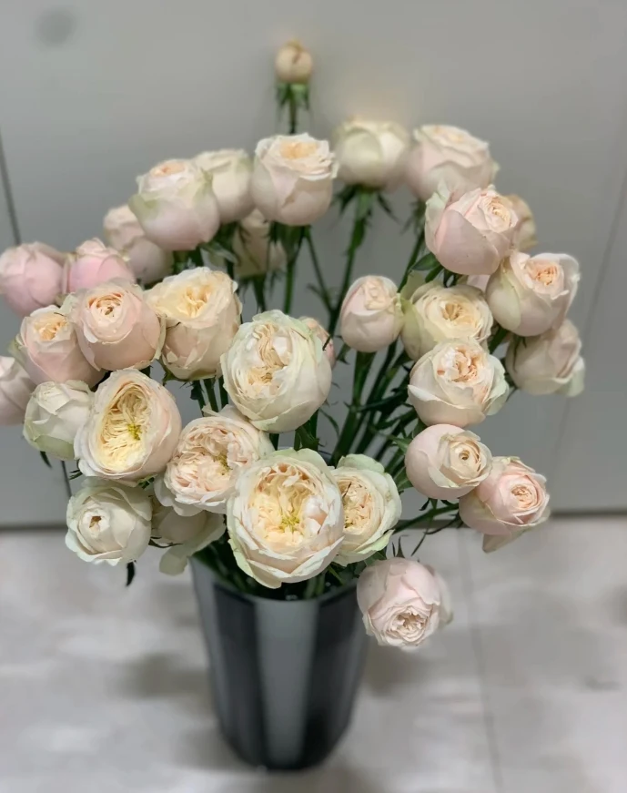 【全场任意两单包邮】稀有品种 达林顿多头玫瑰8-10枝（1枝不赔付）