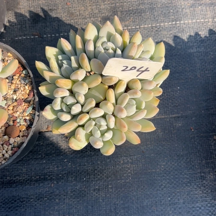 轻***扬多肉植物一物一拍