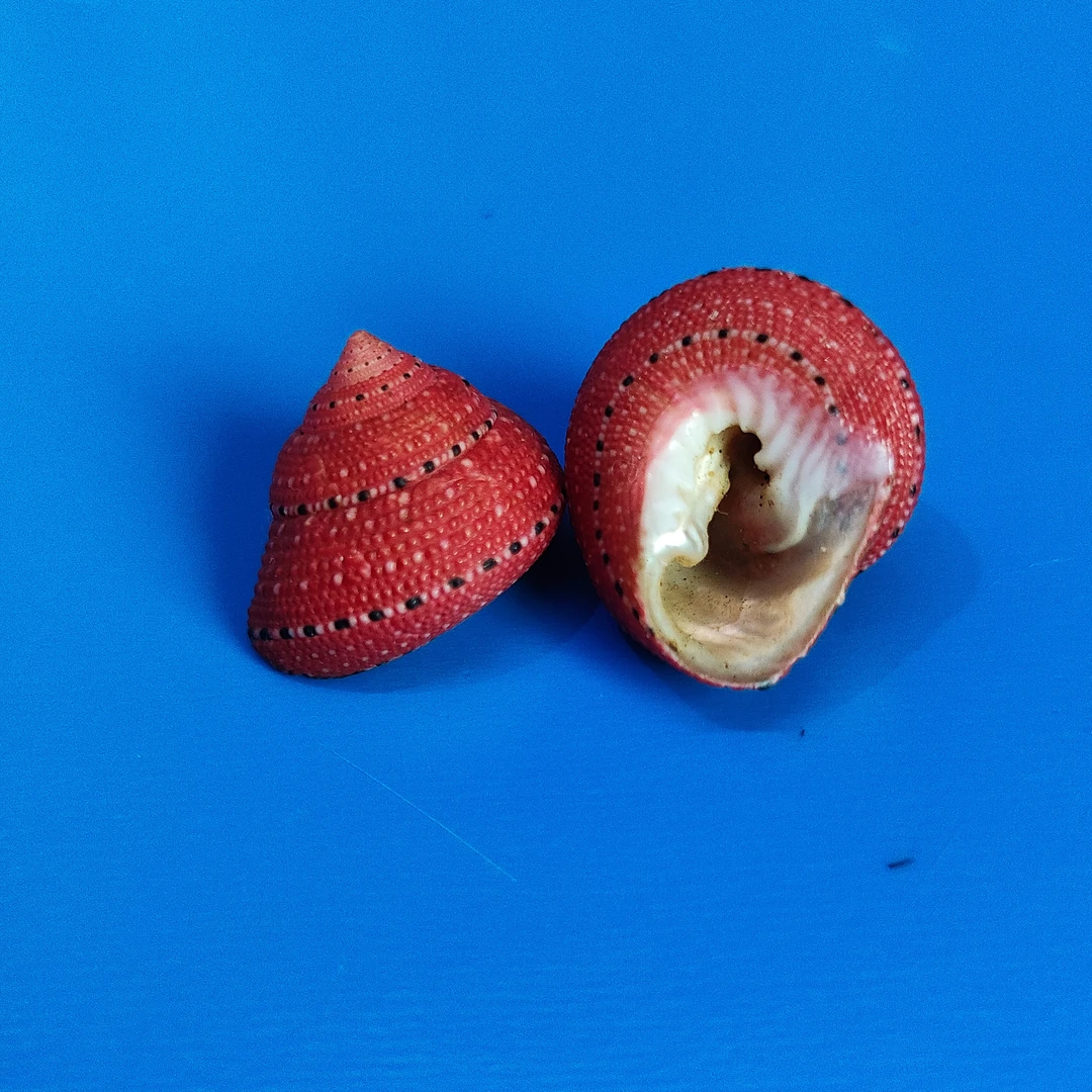 草莓钟螺天然稀有海螺标本收藏鱼缸装饰儿童科普馈赠朋友