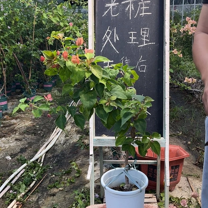 无花朵三角梅三角梅75