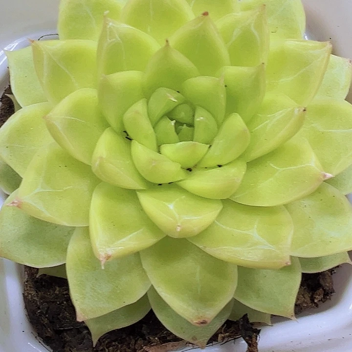 黄麦杆19包邮多肉植物