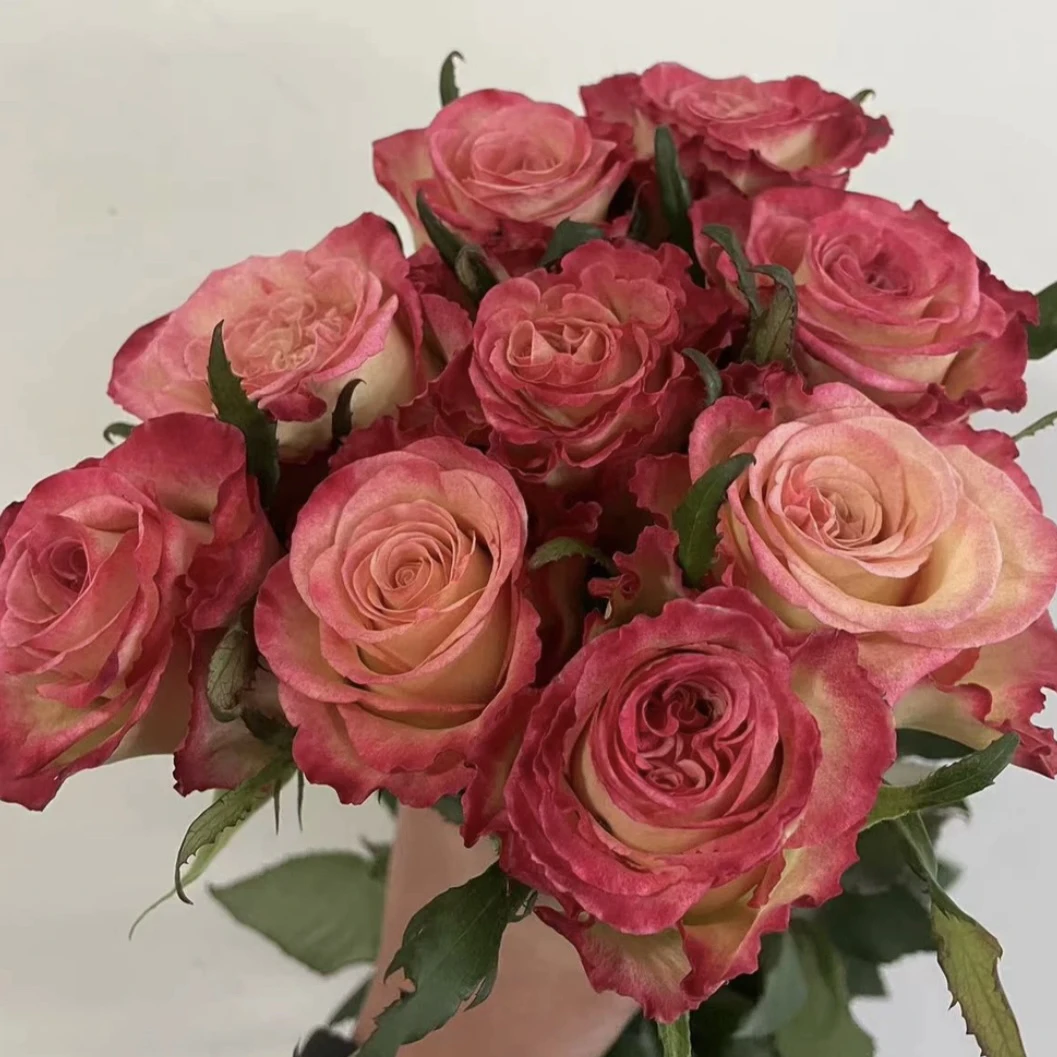 水彩笔 根接苗 匠人月季 玫瑰花 四季开花阳台盆栽植物