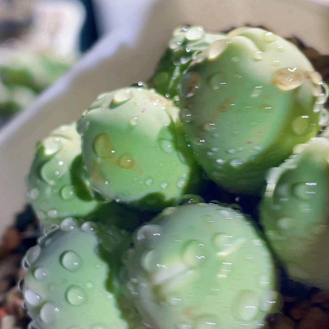 海豚嘴嘟嘟嘴植物一物一拍