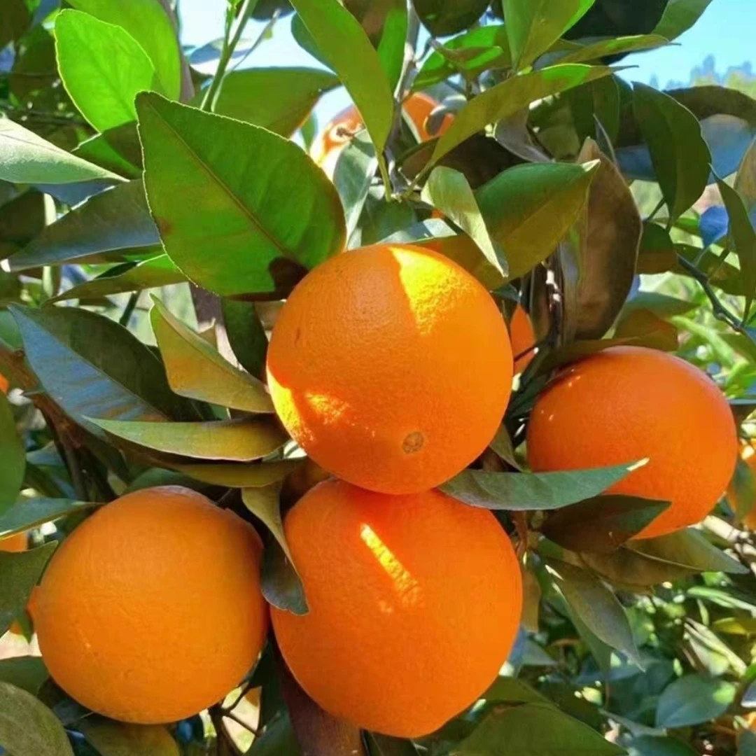 赣南脐橙约1.2斤