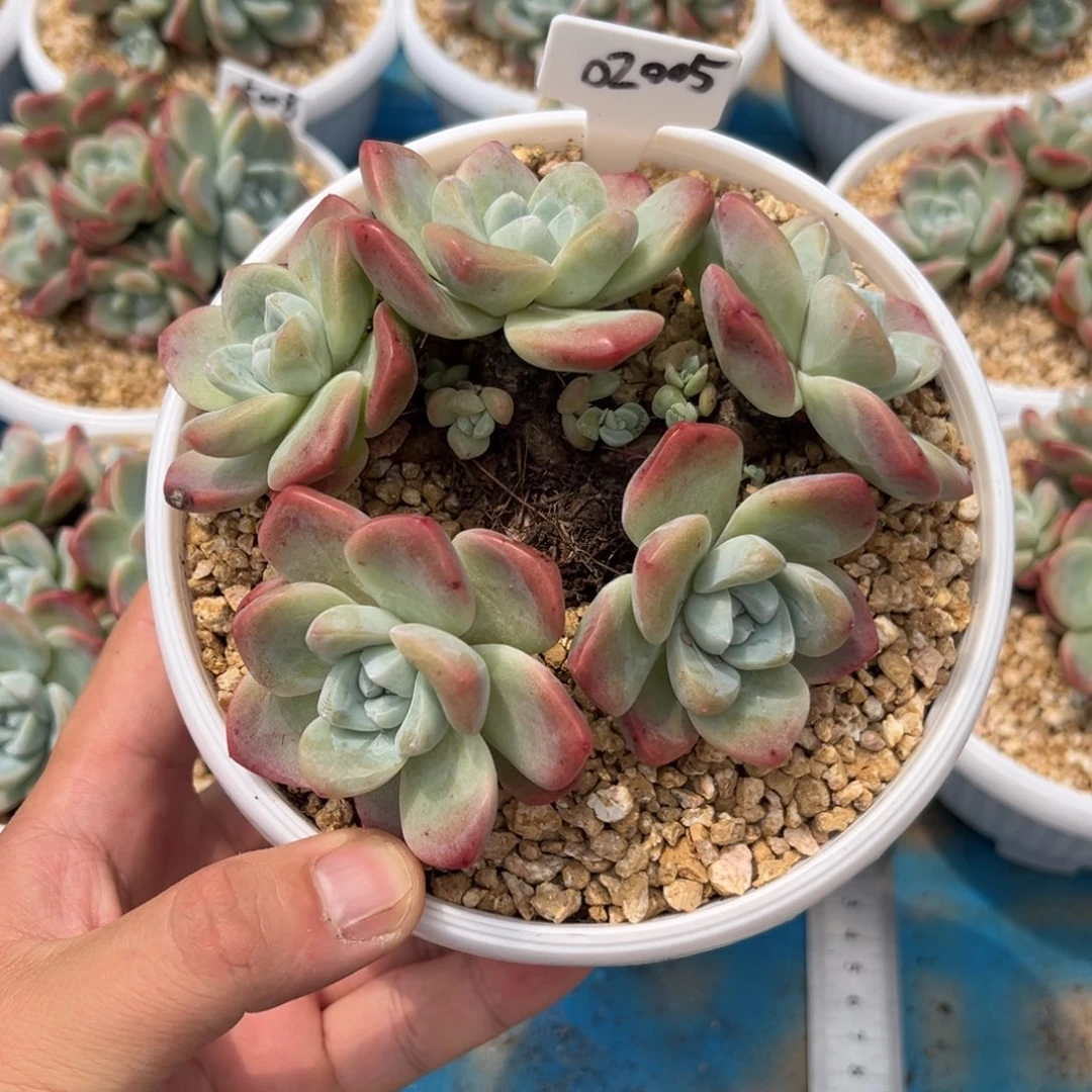 02005冰玉群生老桩5头