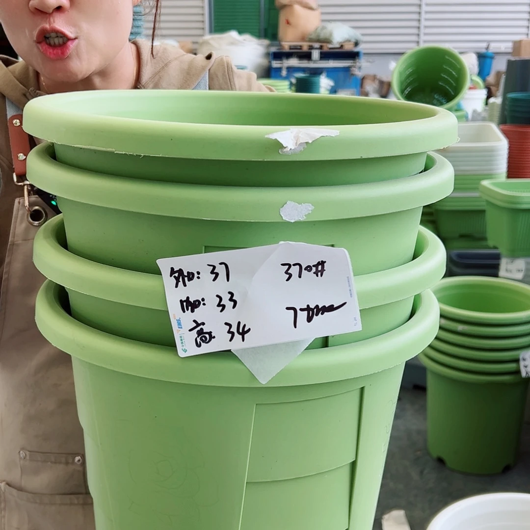 玫瑰370#果绿色4个无托