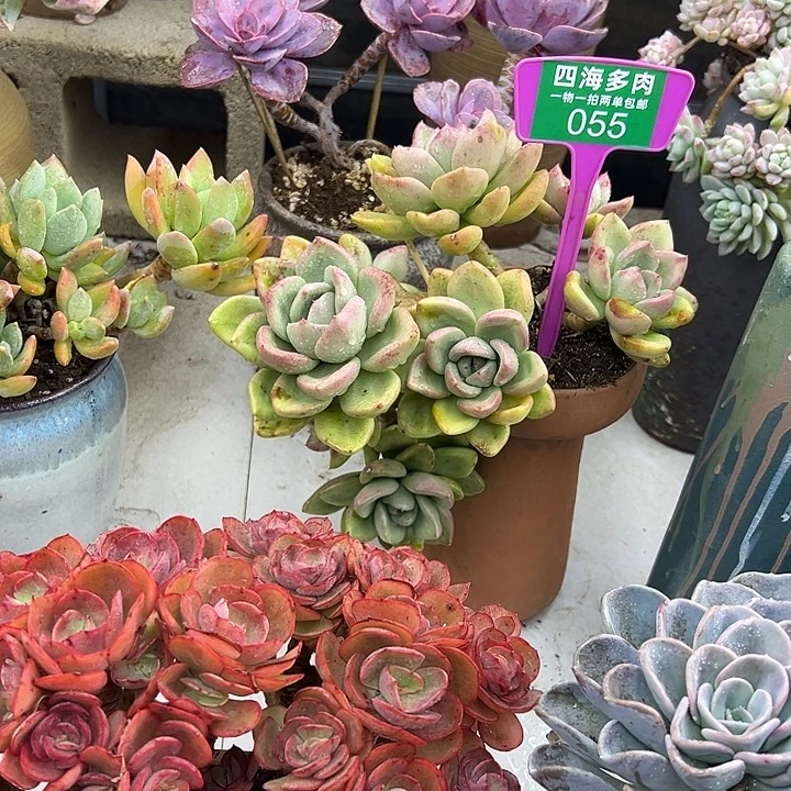 煥***鳄梨多肉植物有很多055