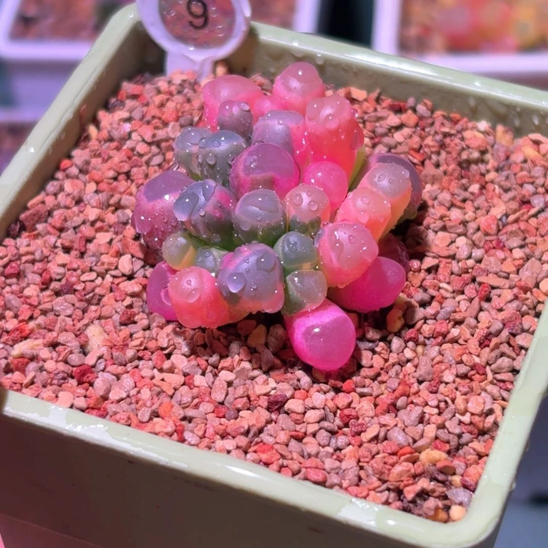 9号五十铃玉锦多肉植物锦一物一拍带盆土发货