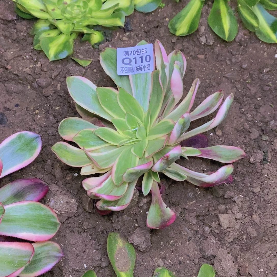 伺***?110红魔女多肉法师锦