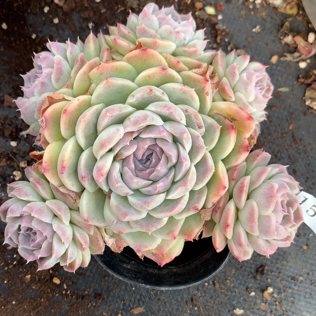 1561杂交多肉老桩