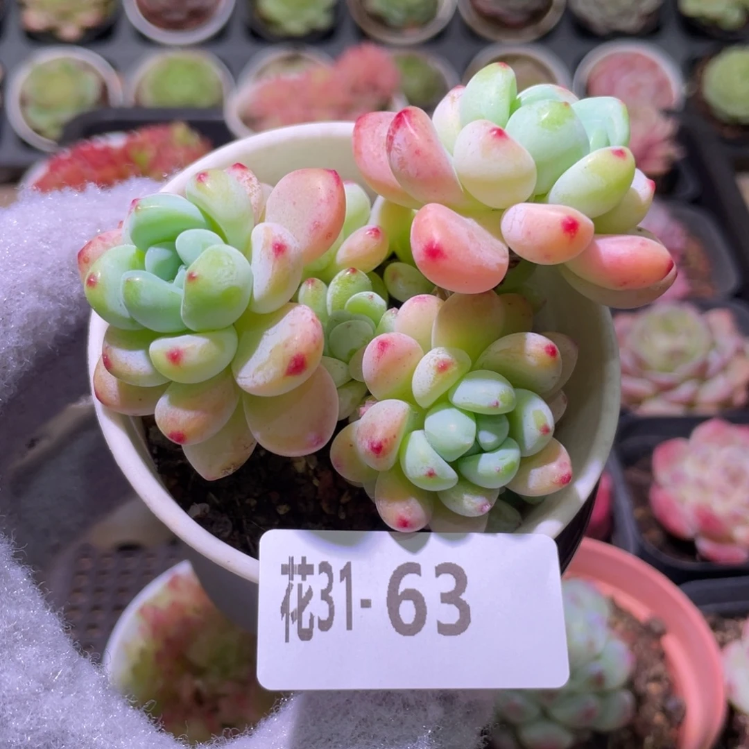 花利美31-63罗琦群