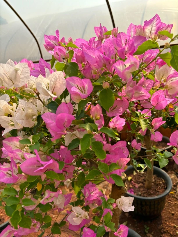 新品种三角梅运输过程中会掉花掉叶，介意勿拍