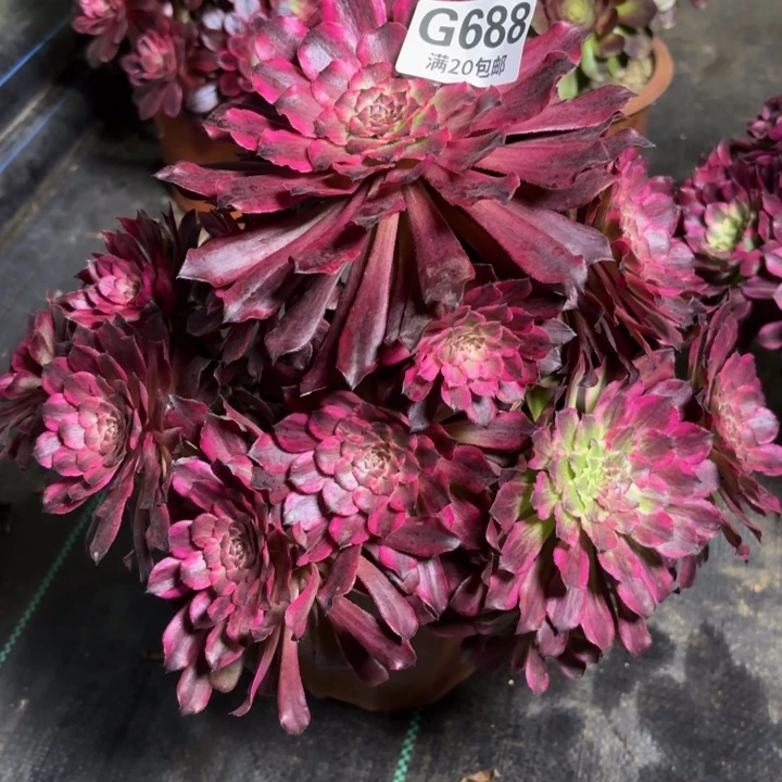 瑞妈一物一拍688有断枝。