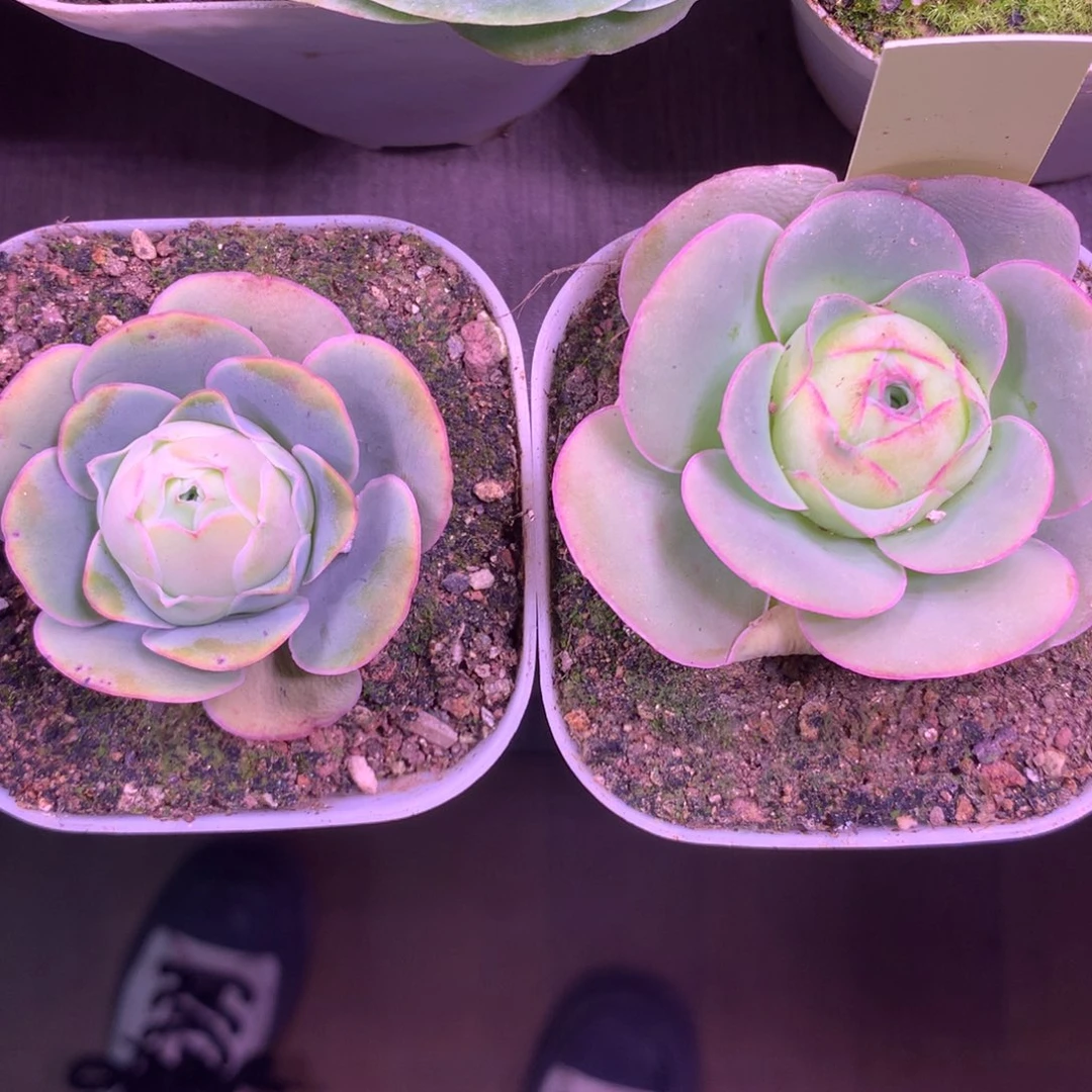 一物一拍帕系列组合08