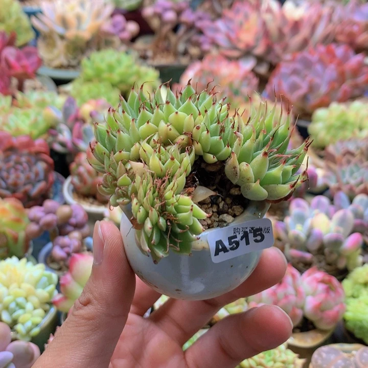 一物一拍含盆土满38包邮A515