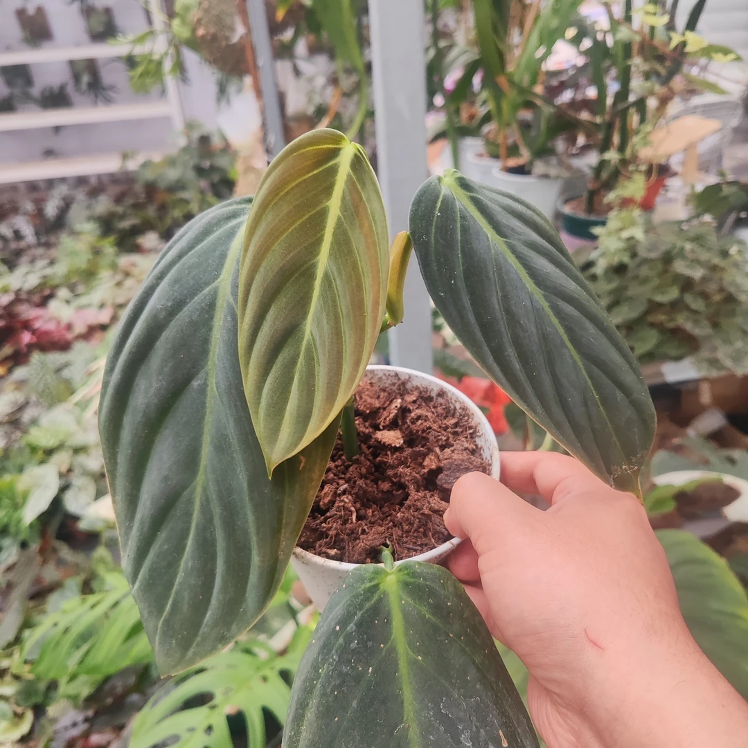 黑金蔓绿绒室内观叶大叶植物，爬藤植物四季常绿净化空气，热植系列