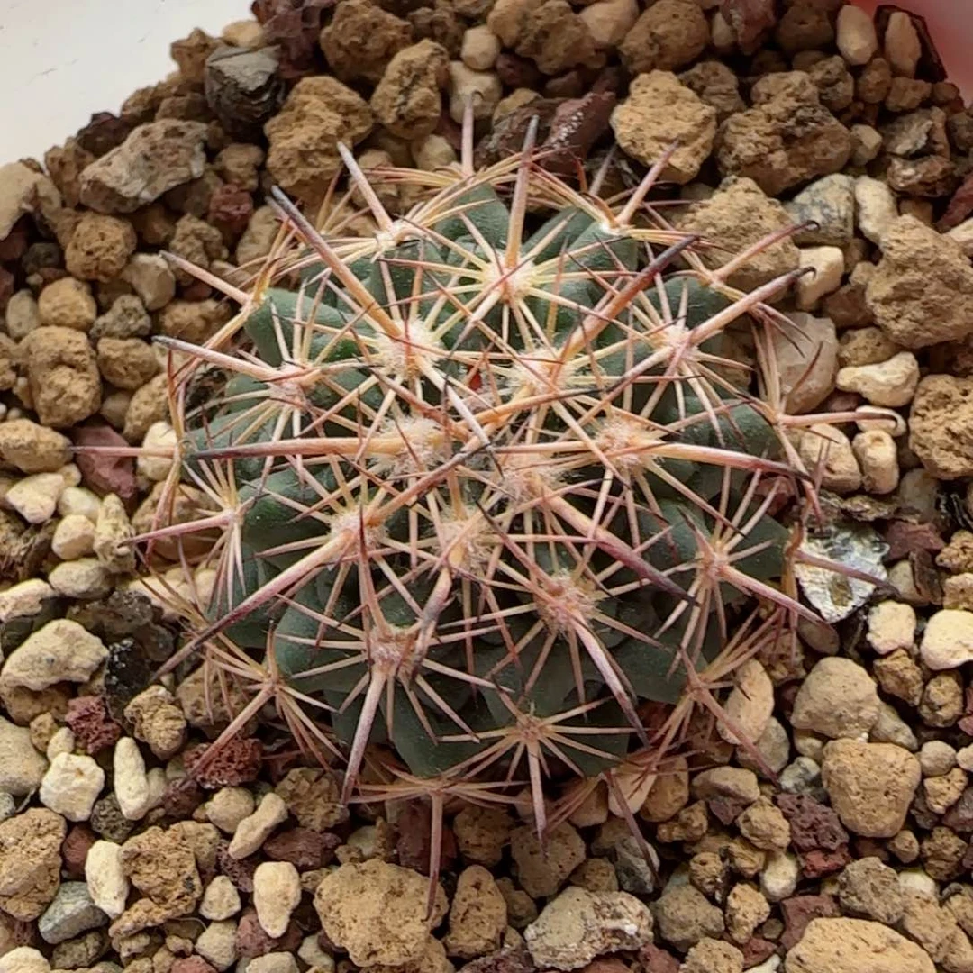 实生虎爪多肉0000007