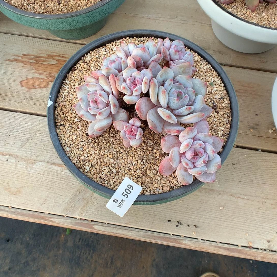 509星影多肉植物666