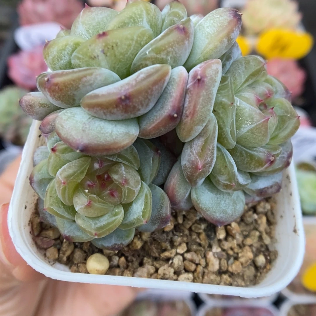 甜心e可拍568号。